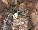 Misumena_vatia_F2193_Z_87_Les Gris_Frankrijk